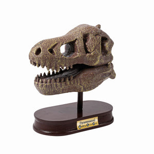Dinosaurier-Schädelmuseum - Tyrannosaurus