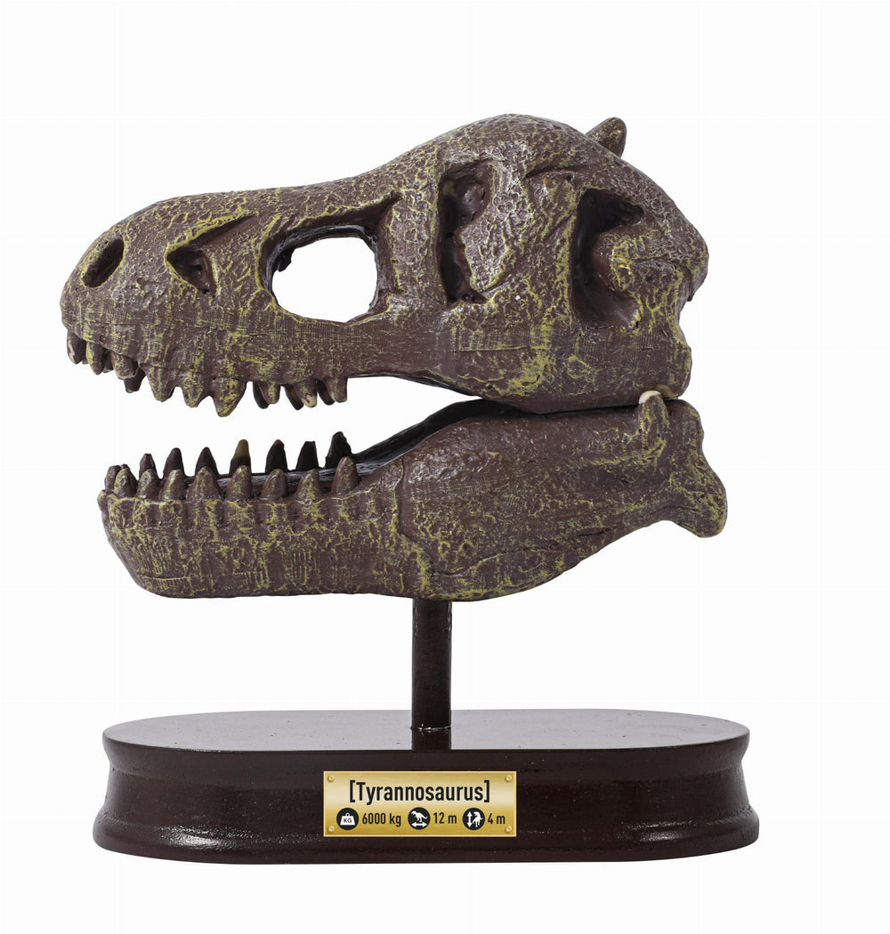 Dinosaurier-Schädelmuseum - Tyrannosaurus - Tublu.de