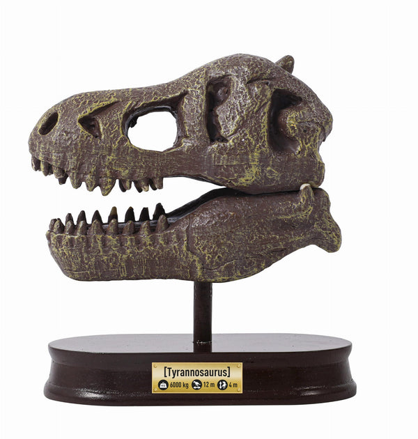 Dinosaurier-Schädelmuseum - Tyrannosaurus