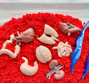 Figurenset in einer Tube TOOB – Innere Organe des Menschen - Tublu.de