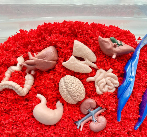 Figurenset in einer Tube TOOB – Innere Organe des Menschen - Tublu.de