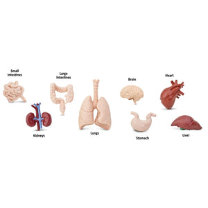 Figurenset in einer Tube TOOB – Innere Organe des Menschen - Tublu.de