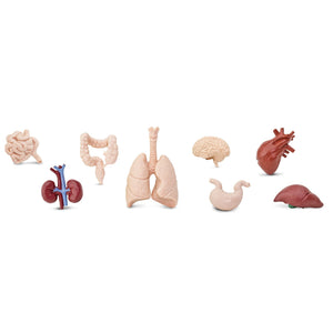 Figurenset in einer Tube TOOB – Innere Organe des Menschen - Tublu.de