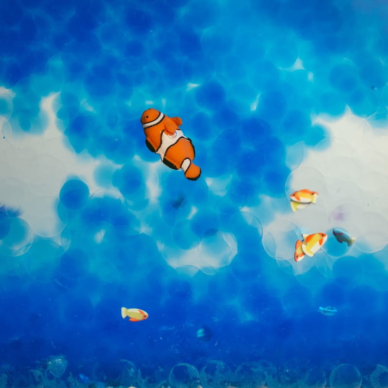 Beobachtungsflasche – Fische - Tublu.de