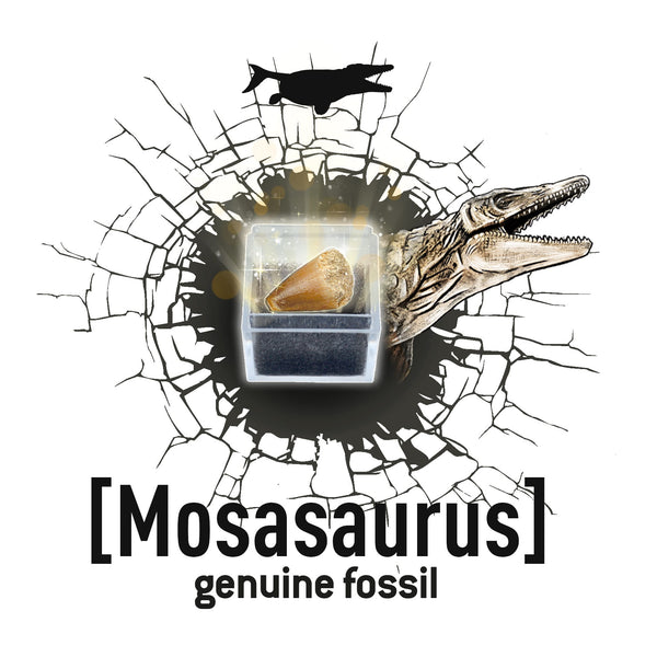 Kleiner Paläontologe - Stegosaurus