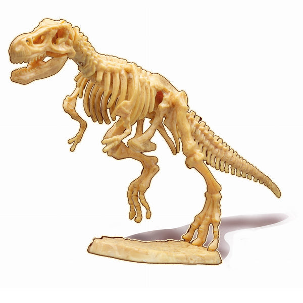 Kleiner Paläontologe – Tyrannosaurus