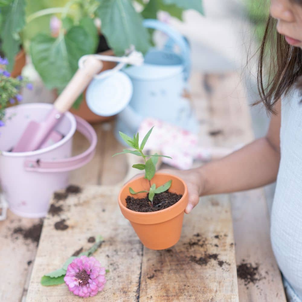 Vergissmeinnicht zum Selberanbau