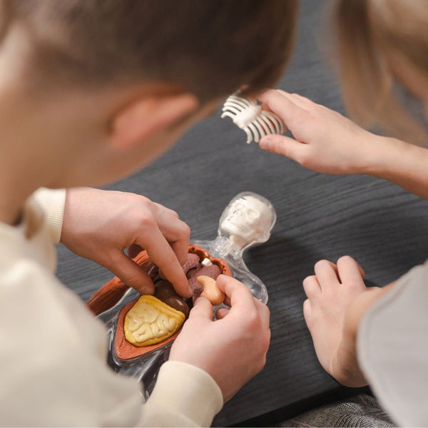 Kinder setzen Organe in das 3D-Modell Menschlicher Körper ein