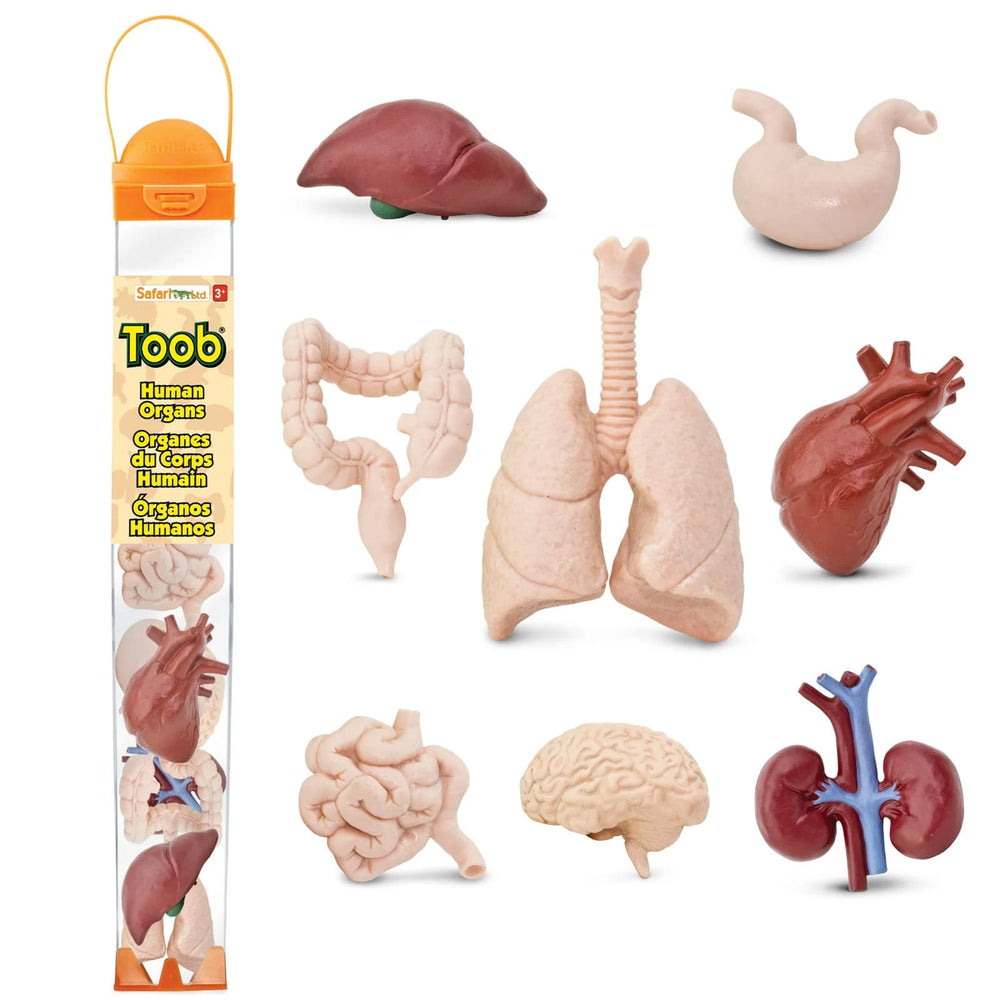 Figurenset in einer Tube TOOB – Innere Organe des Menschen - Tublu.de