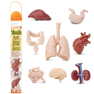 Figurenset in einer Tube TOOB – Innere Organe des Menschen - Tublu.de