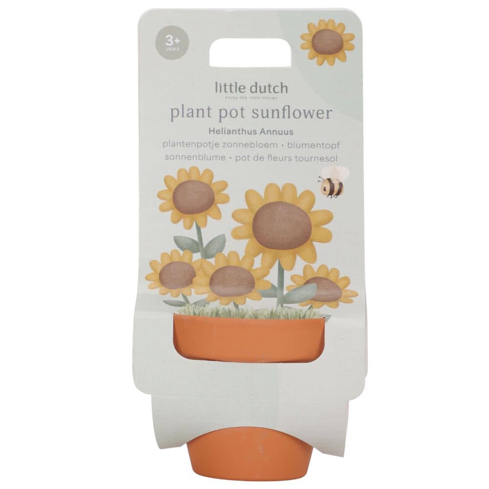 Sonnenblume zum Selberanbau