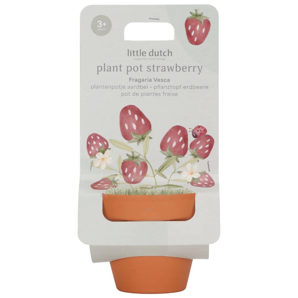 Erdbeere zum Selberanbau